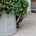 Greti 아파트 *