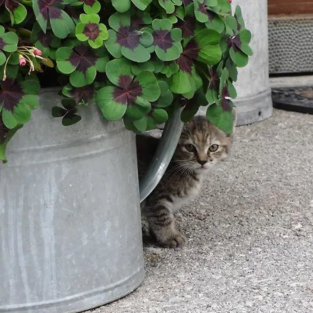 Greti Apartment *